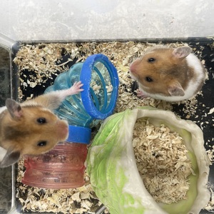 ゴールデンハムスター