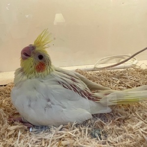オカメインコ(ヒナ)(ペットアミ周船寺店)