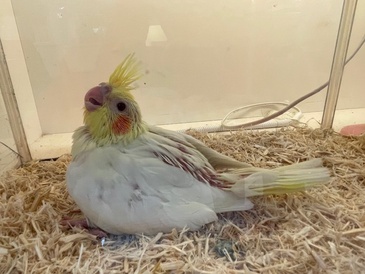 オカメインコ(ヒナ)(ペットアミ周船寺店)