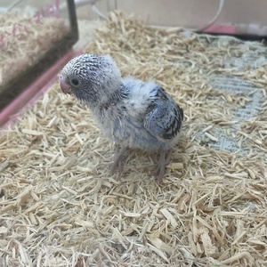 セキセイインコ(ヒナ)(ペットアミ周船寺店)