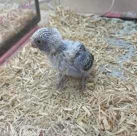 セキセイインコ(ヒナ)(ペットアミ周船寺店)