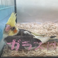 ペットアミ周船寺店