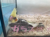 オカメインコ（ヒナ）（ペットアミ周船寺店）