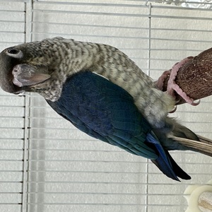 ウロコインコ