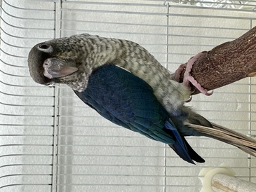 ウロコインコ