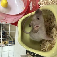 小動物