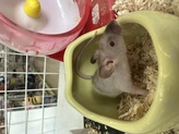 スキニーマウス