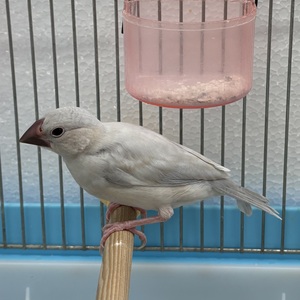 シルバー文鳥