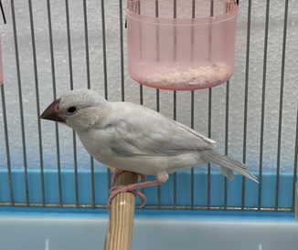 シルバー文鳥