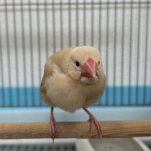 シナモン文鳥