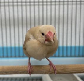 シナモン文鳥