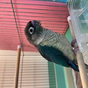 ウロコインコ