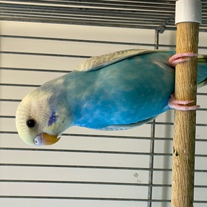 セキセイインコ(ペットアミ周船寺)