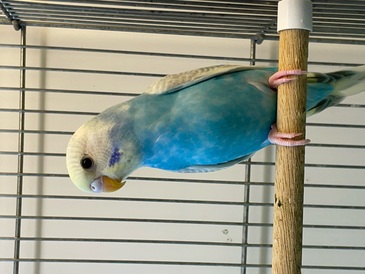 セキセイインコ(ペットアミ周船寺)