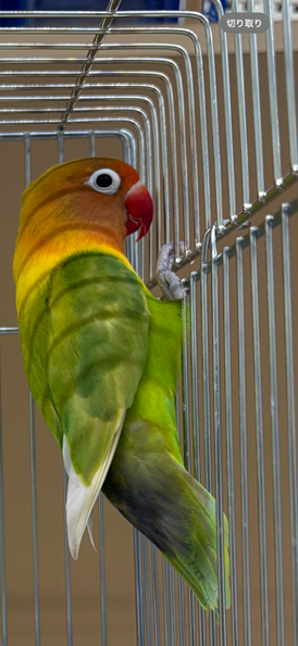 ボタンインコ