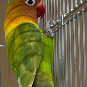 ボタンインコ