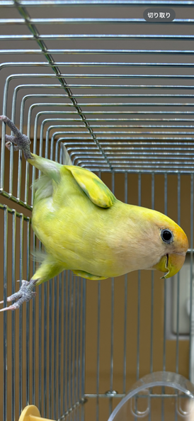小桜インコ