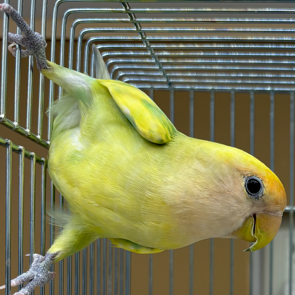小桜インコ