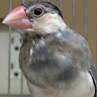 小鳥