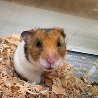 小動物