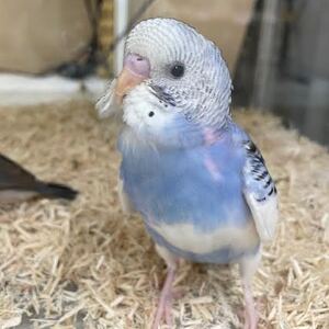 手乗りセキセイインコ　ペットアミみやき店