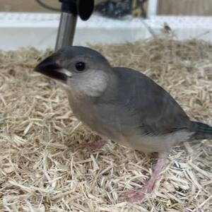 手乗り桜文鳥　ペットアミみやき店