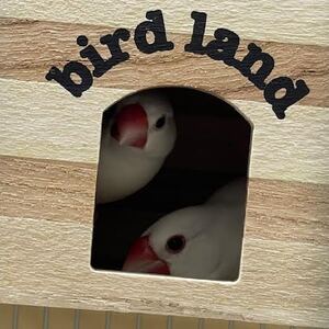 白文鳥1ペア(2羽で)　ペットアミみやき店