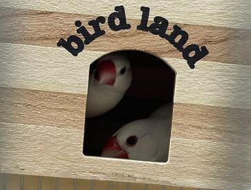 白文鳥1ペア(2羽で)　ペットアミみやき店