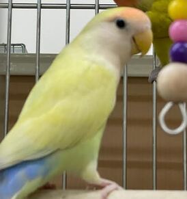手乗りコザクラインコ(クリームゴールデン)ペットアミみやき店