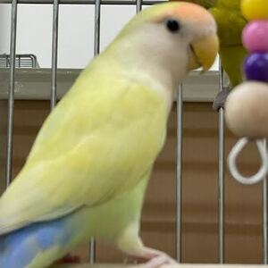 手乗りコザクラインコ(クリームゴールデン)ペットアミみやき店