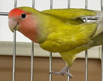 手乗りコザクラインコ(シナモン)ペットアミみやき店