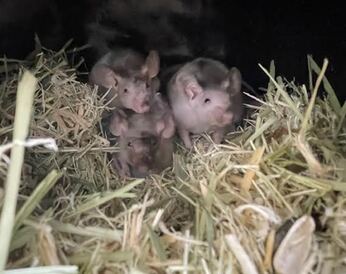 スキニーマウス　ペットアミみやき店