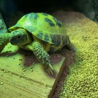 ペットアミみやき店