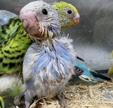 セキセイインコ ヒナ（ペットアミ武雄店）