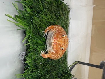 クランウェルツノガエル アプリコット