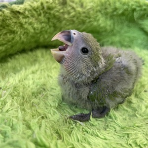 コザクラインコ(ノーマル)