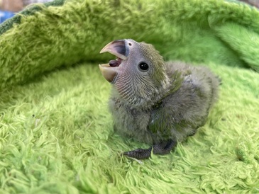 コザクラインコ(ノーマル)
