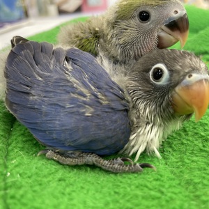 ボタンインコ