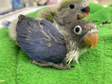 ボタンインコ
