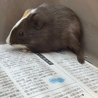ペットアミ周船寺店