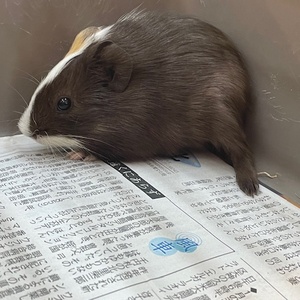 モルモット