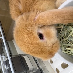 ホーランドロップイヤー