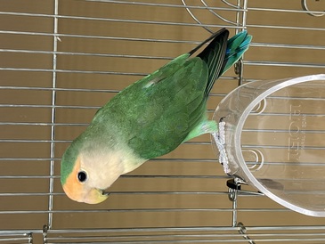 コザクラインコ 色変わり