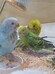 セキセイインコ ヒナ（ペットアミ伊万里店）