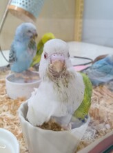 セキセイインコ ヒナ（ペットアミ伊万里店）