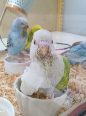 セキセイインコ ヒナ（ペットアミ伊万里店）