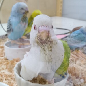 セキセイインコ ヒナ（ペットアミ伊万里店）