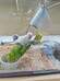 セキセイインコ ヒナ（ペットアミ伊万里店）