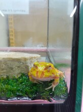 クランウェルツノガエル イエロー（ペットアミ伊万里店）