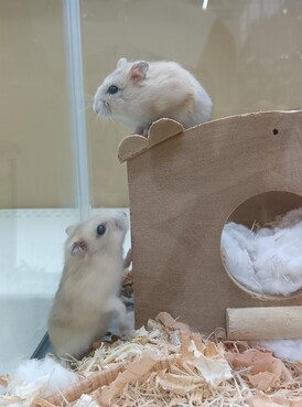 イエロープティングジャンガリアンハムスター（ペットアミ伊万里店）